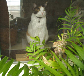 Katie In Window