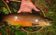 brown trout